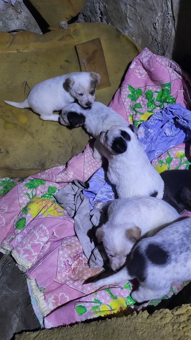 Мальчики и девочки медвежата дворянины