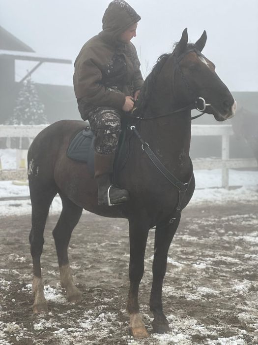 Продам хорошего коня срочно