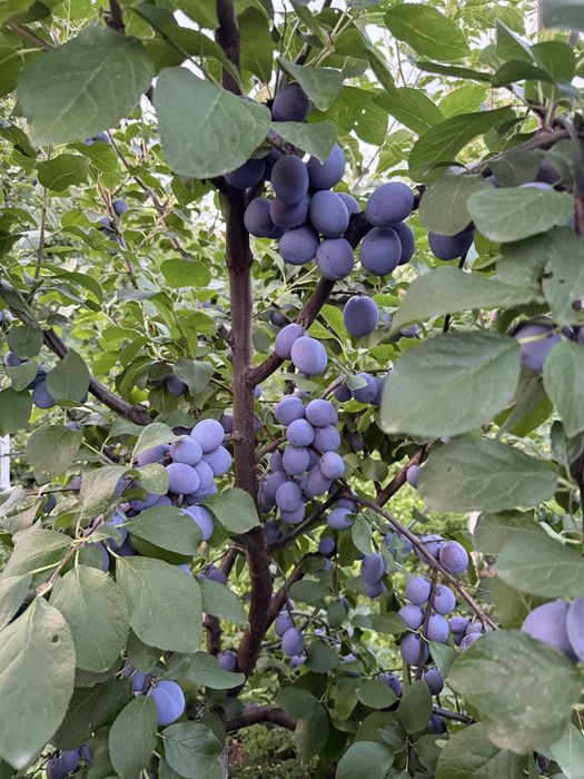 Prune Centenar Mari
