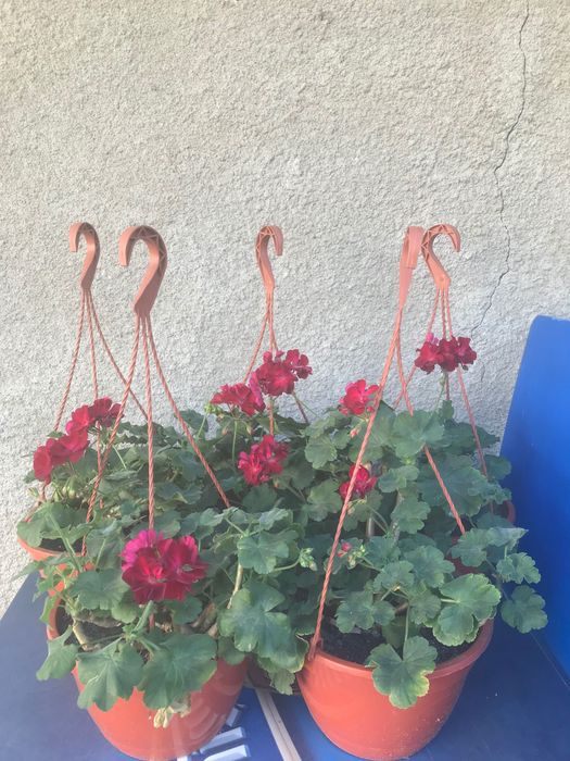5 bucati de plante ghiveci muscate