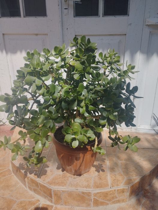 Продается денежное дерево