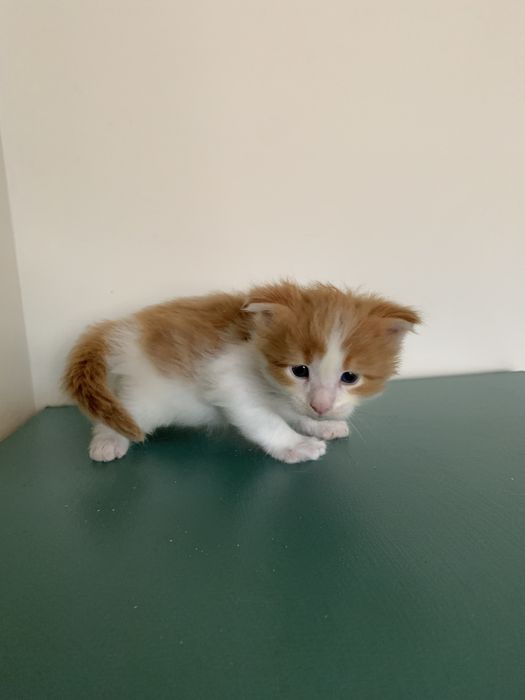 Малышки мейнкун с родословными