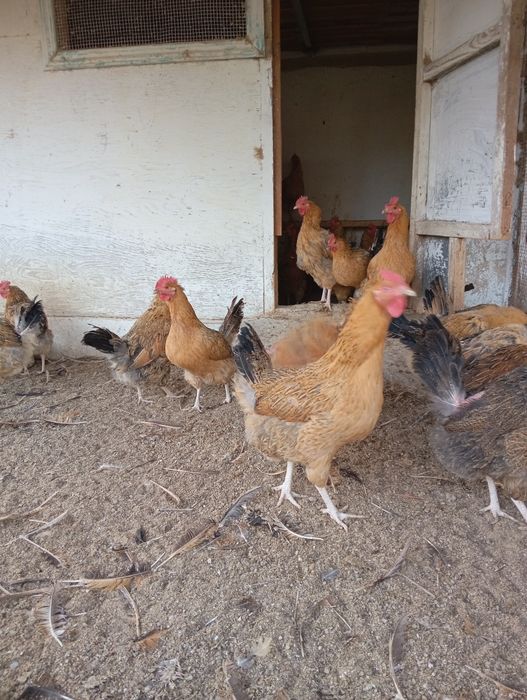 Инкубационное яйцо