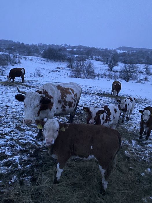 Vaci cu vitei baltate