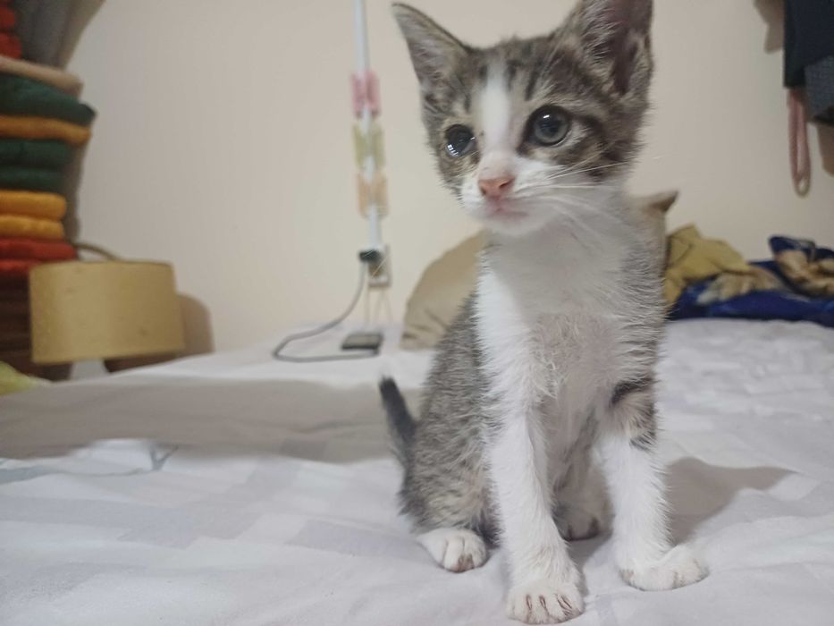 Котята в хорошие руки