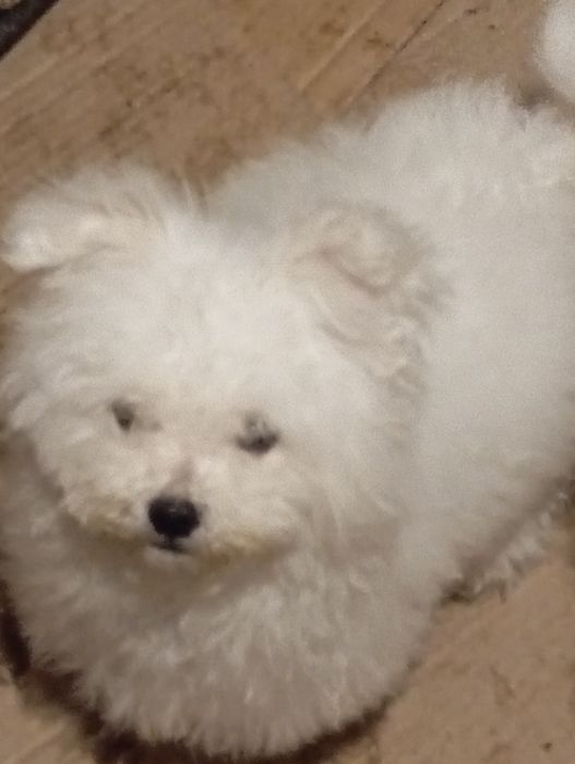 Продам щенка мальтийской болонки.