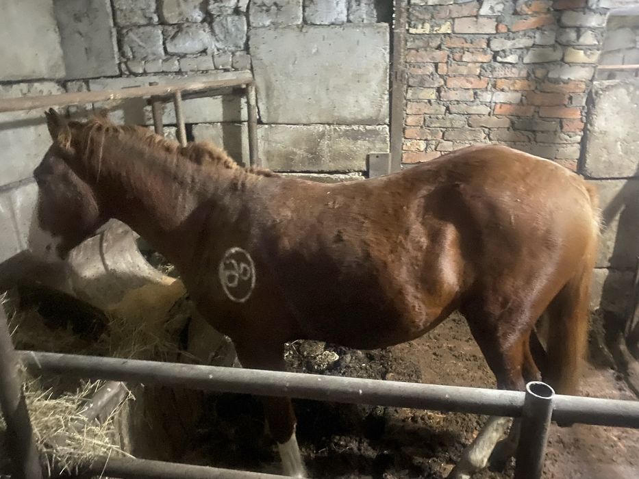 Құнан сатылады 2,5 жас