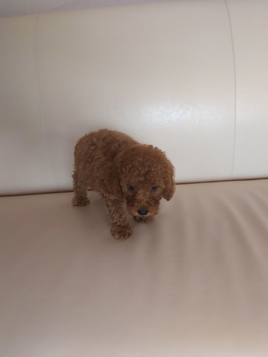 Той пудел бебета