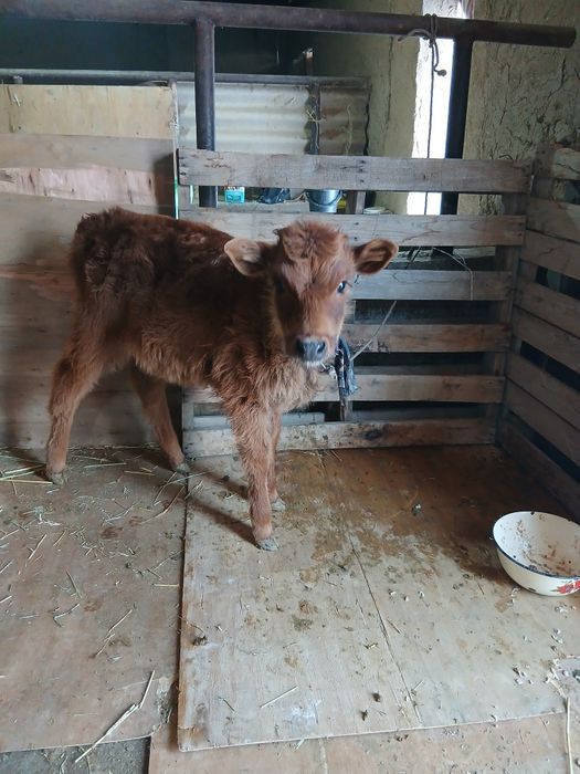 Срочни она бола сигр сотлади ювош