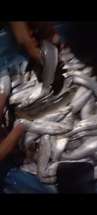 Балик дарё баликлари маринка