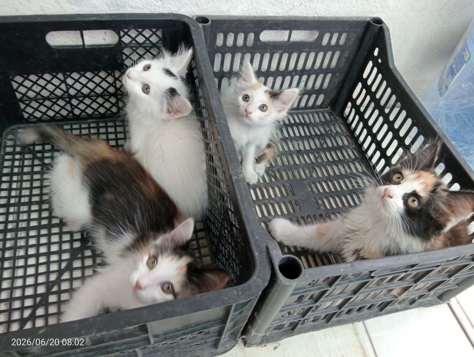 Котята / Мушукчалар
