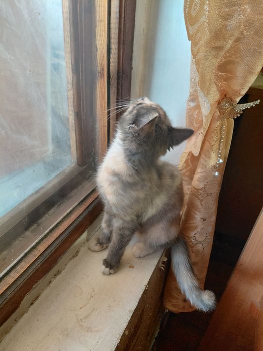 Котенок девочка в добрые руки
