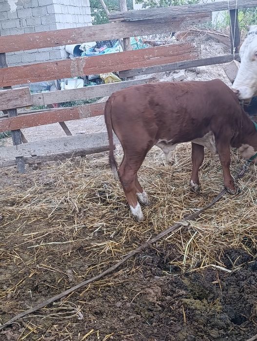 Simental buqacha sotiladi narxi 22 mln xayri bor kelishiladi t