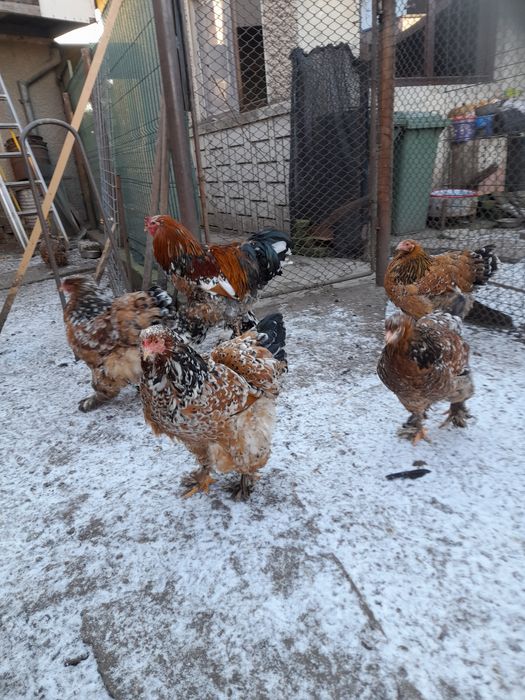 Ouă și pui Brahma BSO,HD,HÎ,Columbia,Potârnichiu și rase pitice cochin