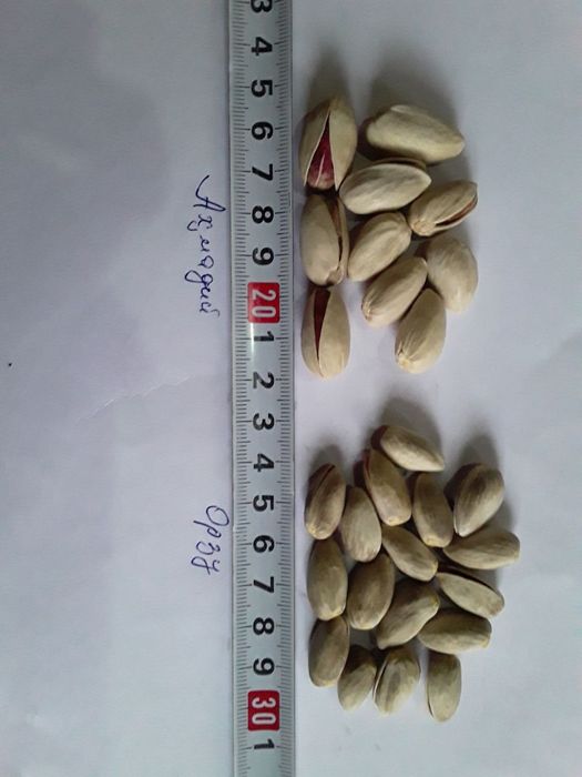 ПИСТА Ахмадий Акбарий Орзу Ерон хандон писта кучатлари бор 3 4  ёшли