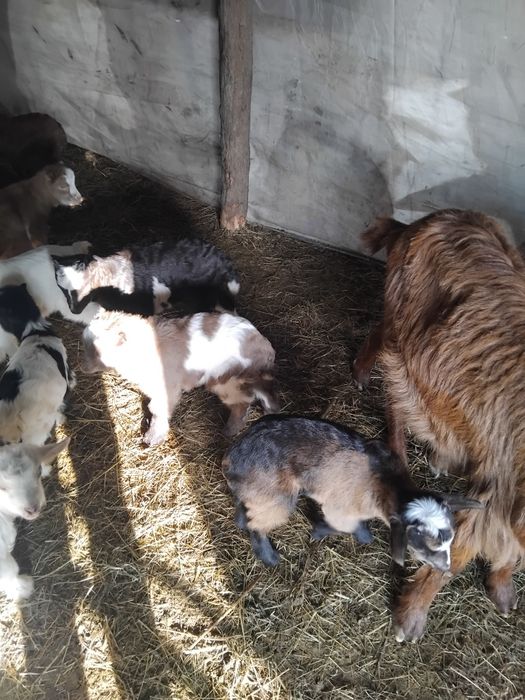 Vând capre bune de lapte