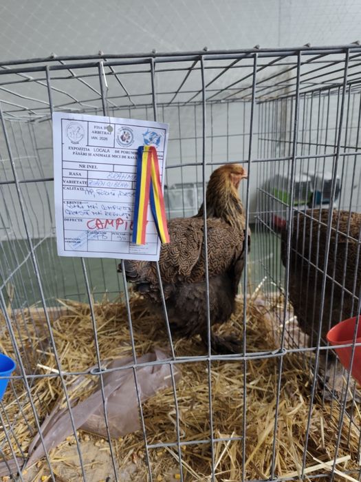 Vând păsări Brahma