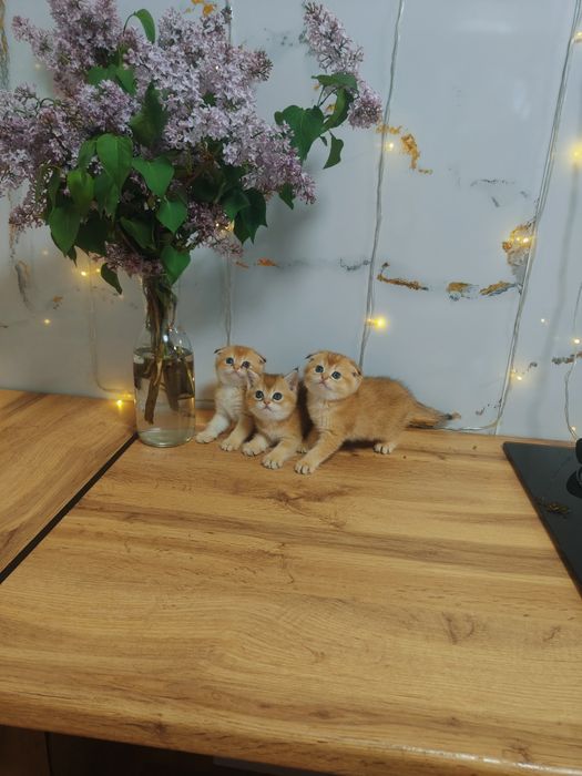 Котята Драгоценного окраса шиншилла