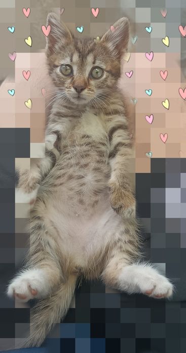 Подарявам малко коте