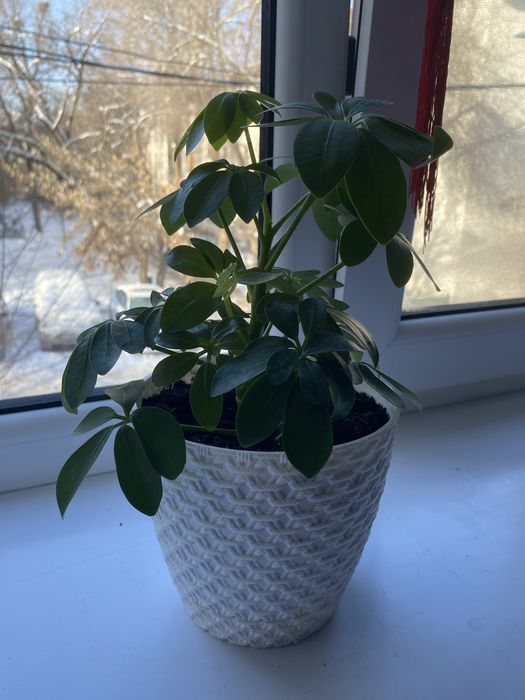 Срочно продам комнатные растения