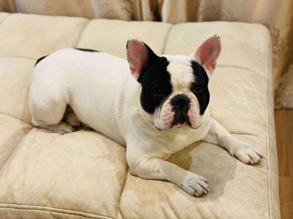 вязка французского бульдога