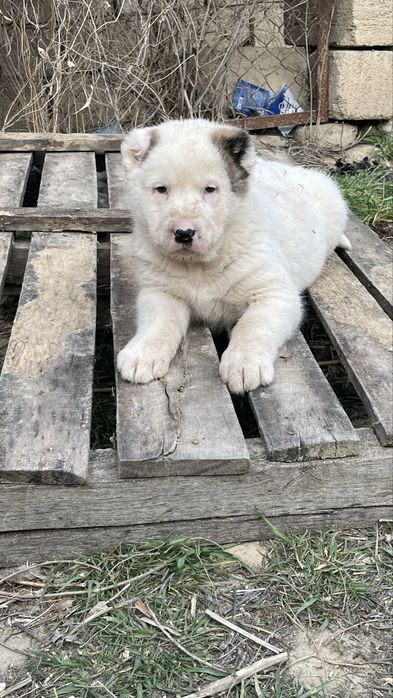 Алабай күшіктер сатылады