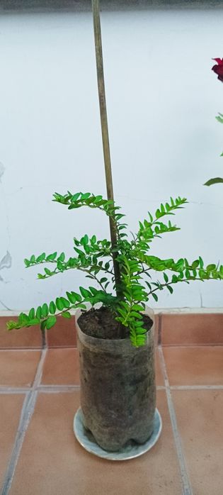 Продавам рози,алое,салвия,евонимус,чашкодрян,чемшир,делосперма