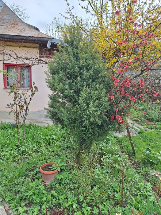 Vând casă + teren Breaza