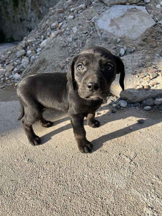 Подарявам мъжки микс кане корсо