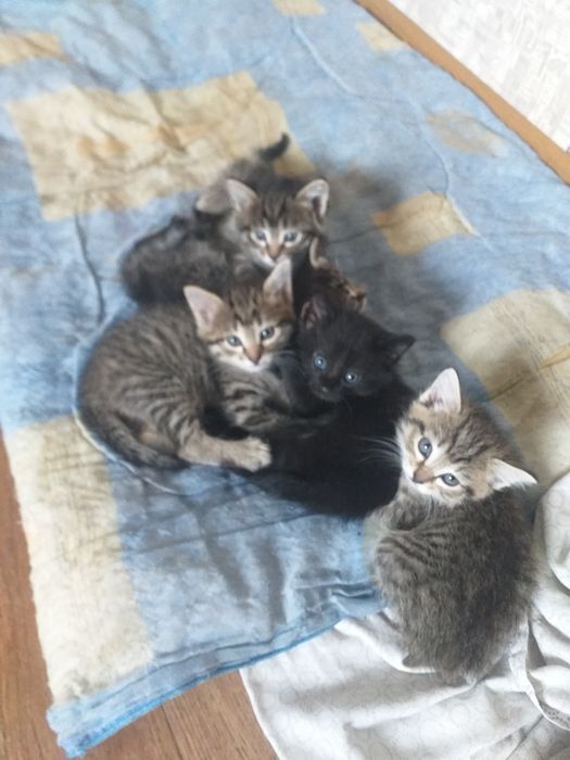 Дарю котят в Майкудуке