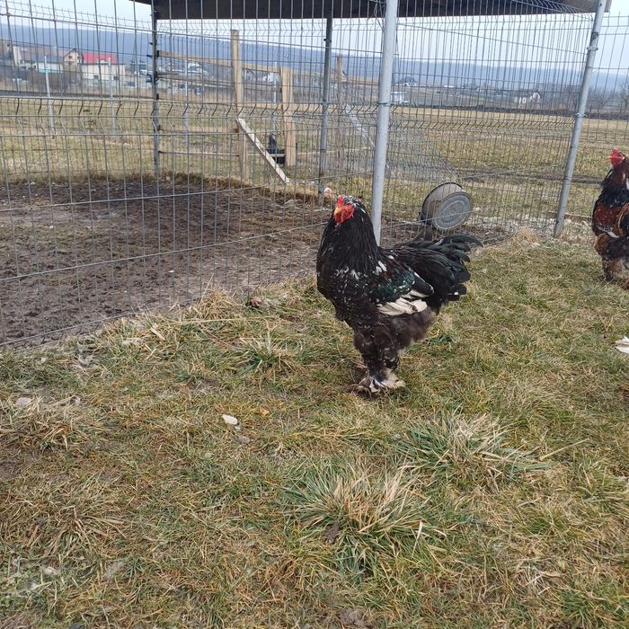 Brahma - oua pentru incubat