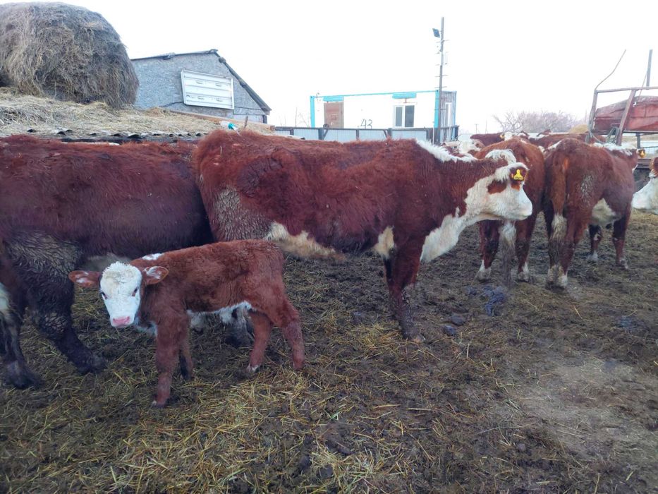 Продам племенных коров с телятами.
