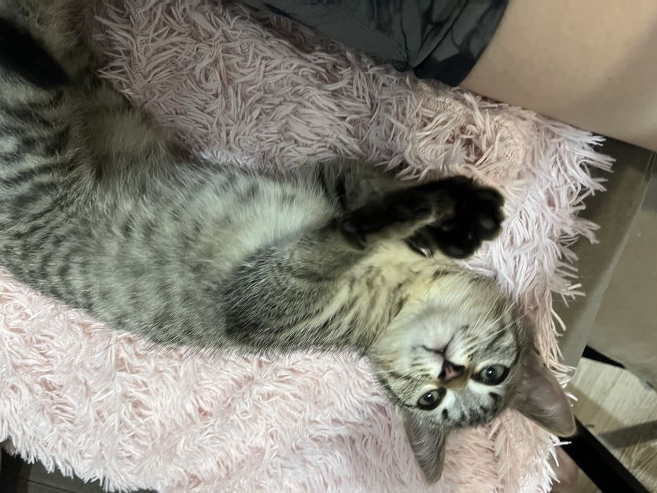Котеночек мальчик, кот, котик, котенок