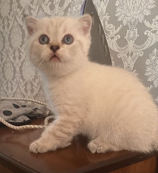 Шотландские котята шиншилы