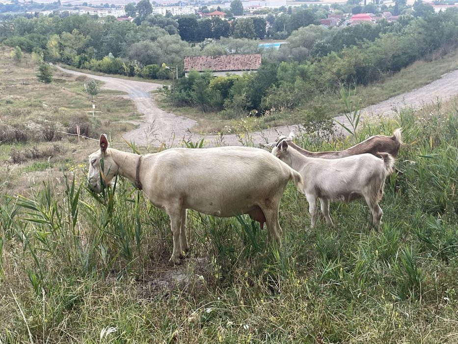 Tap/Iedute/capre de vanzare