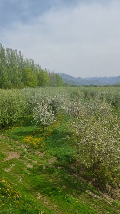 Яблоневый сад...