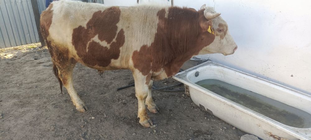 Продам Бычков двухгодавалые