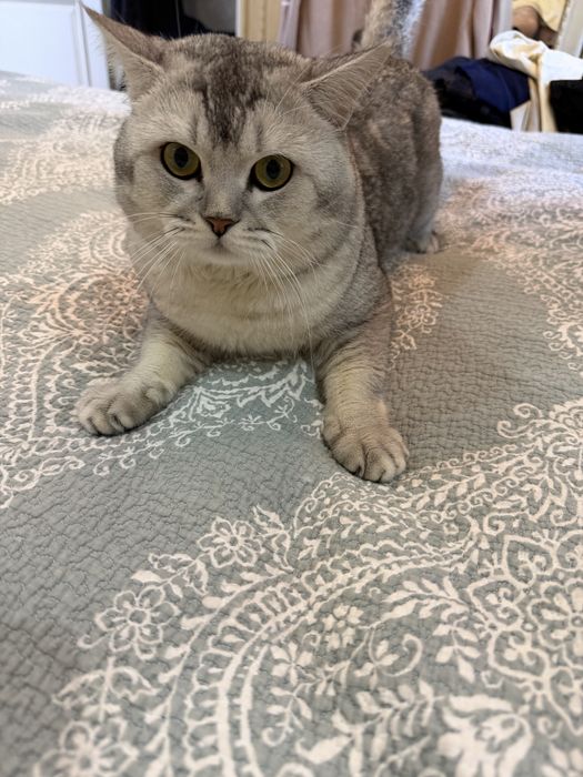 Мушук сотилади шиншила