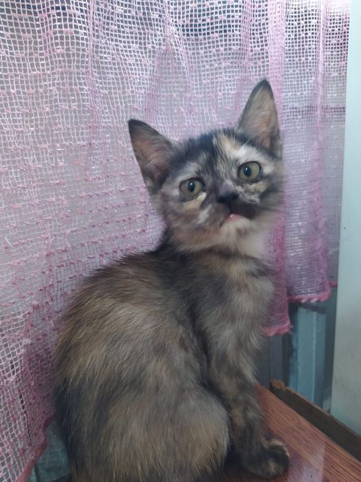 Отдам котят в добрые руки