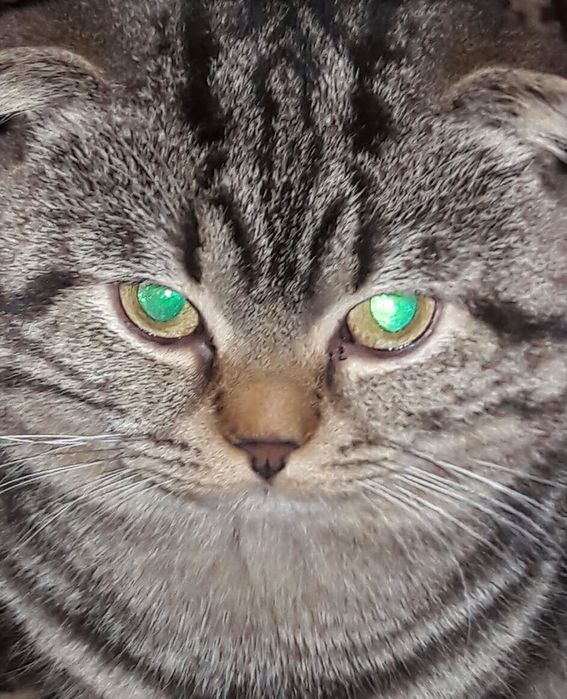 Отдам в хорошие руки