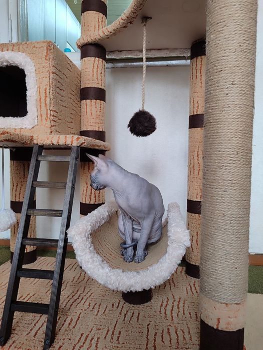 Канадский сфинкс