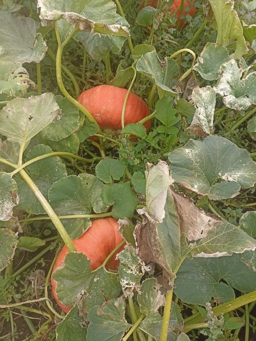 Продаётся дачная  тыква