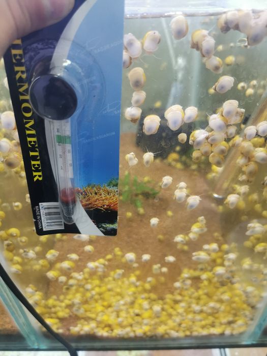 Termometru.           .