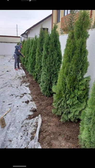 Plante ornamentale și rulou de gazon, Livrare rapida oriunde în Țară