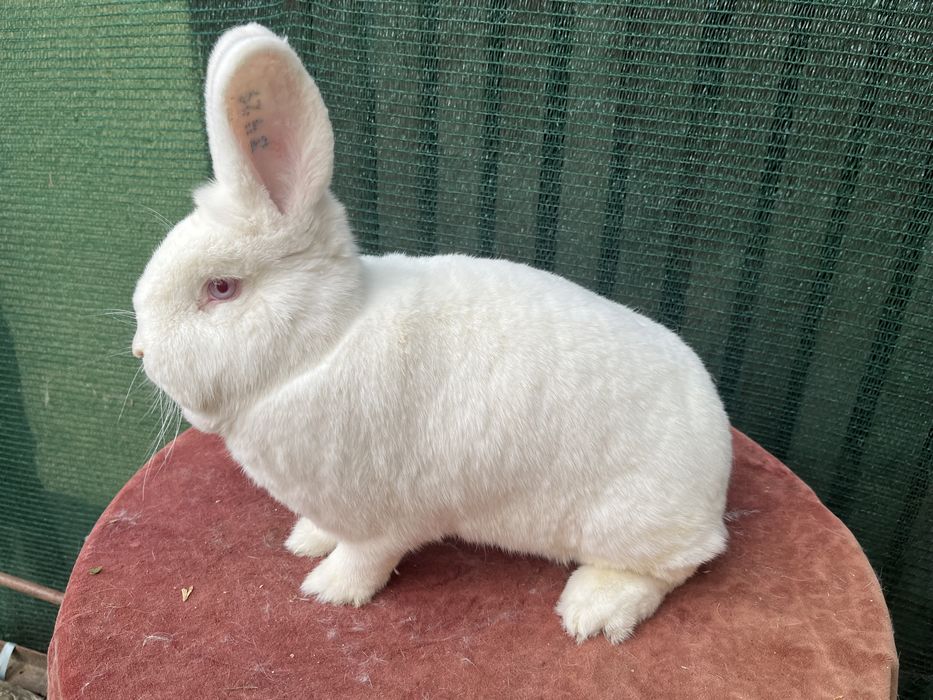 Vând iepuri neozeelandezi