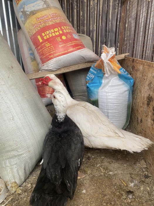 Индоутка пара сатылады