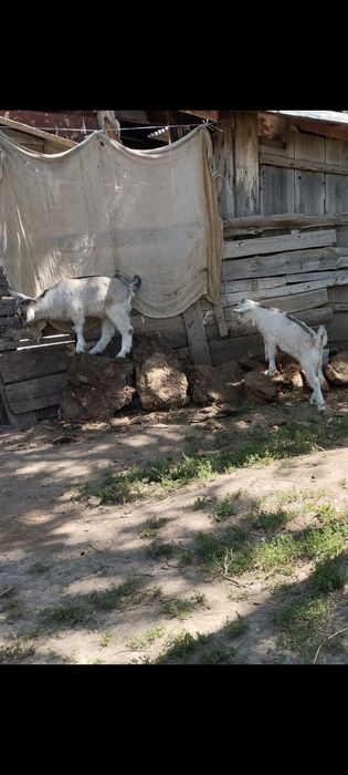 Лақ егіз еркек ұрғашы