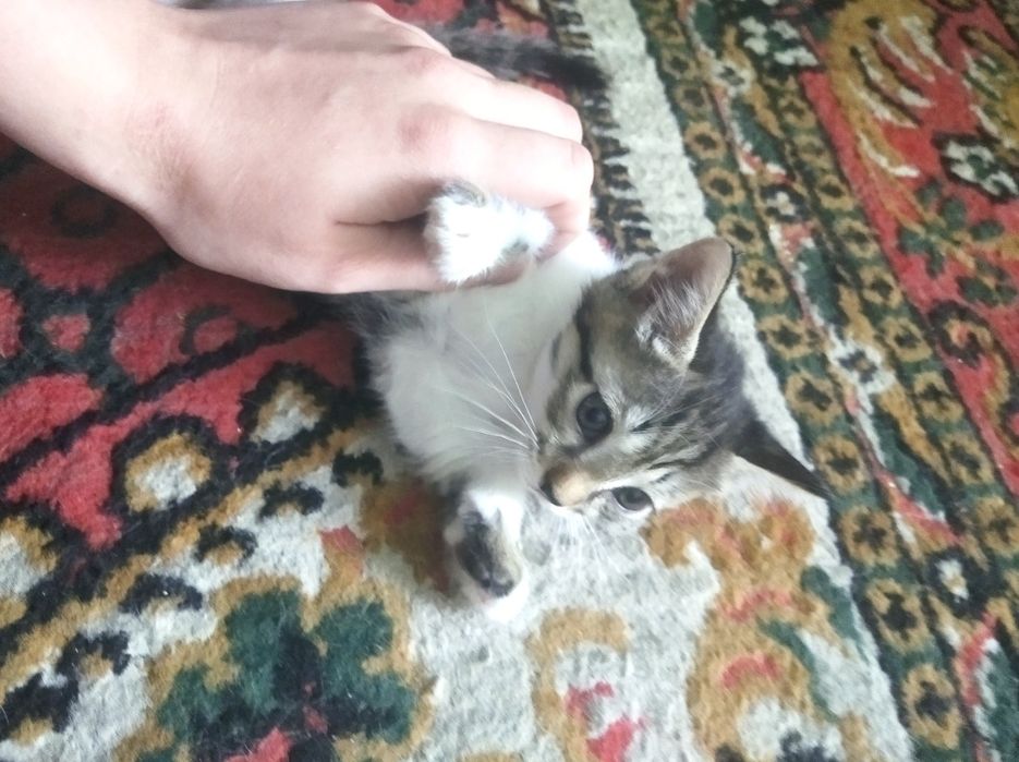 Отдам котят даром