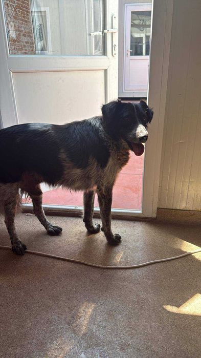 Bobita isi cauta familie