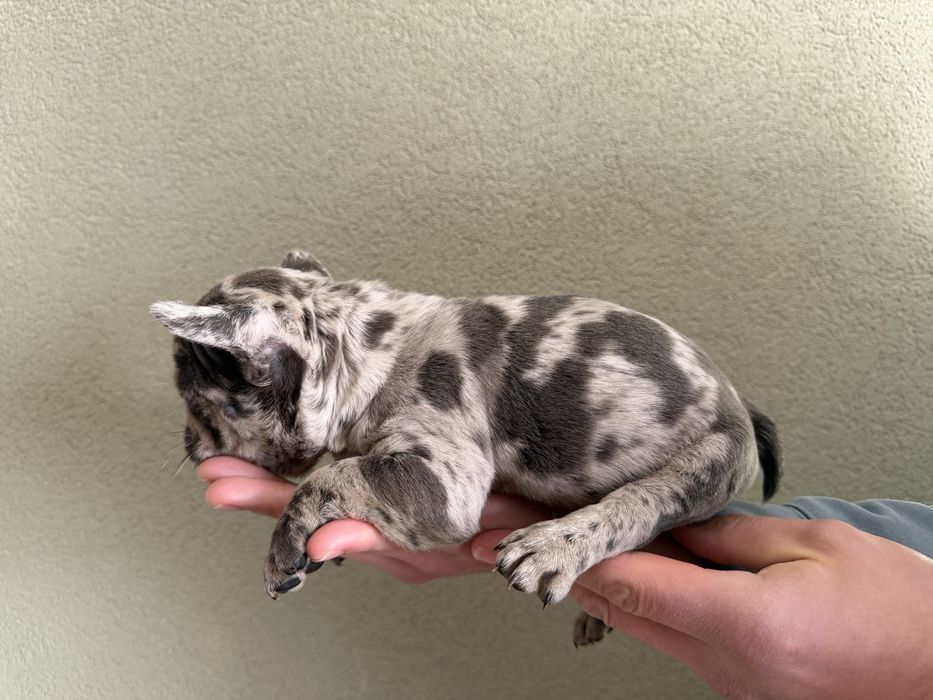 Френски булдог момченце